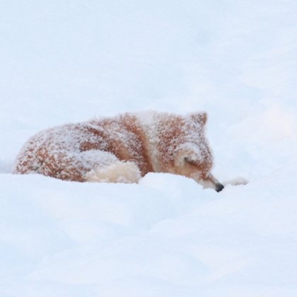 Akita inu ziemā Tamis guļ sniegā