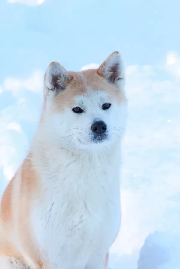 Akita inu hasu sēž