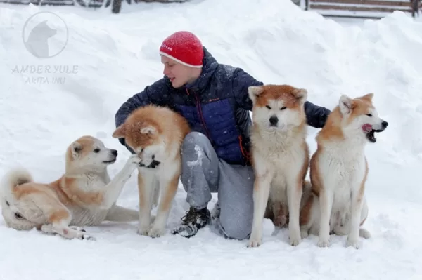 Akita inu ziema