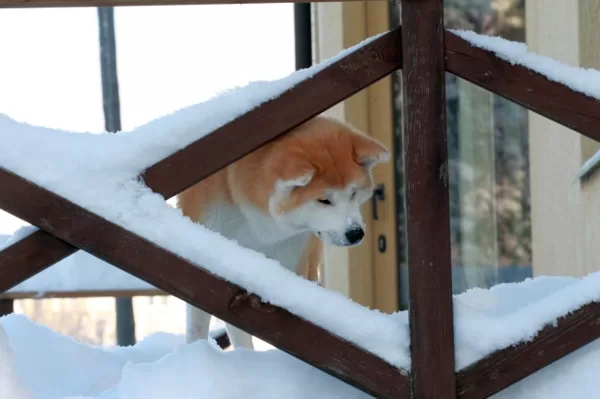 Akita inu Lapsa skatās