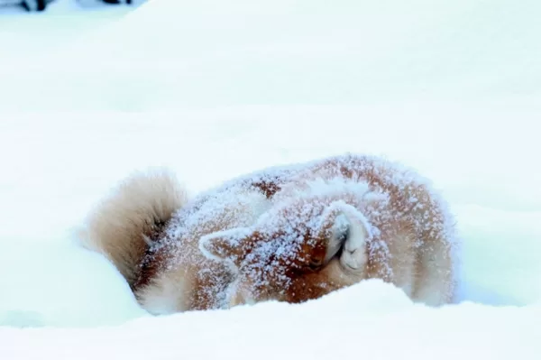 Akita inu ziemā guļ