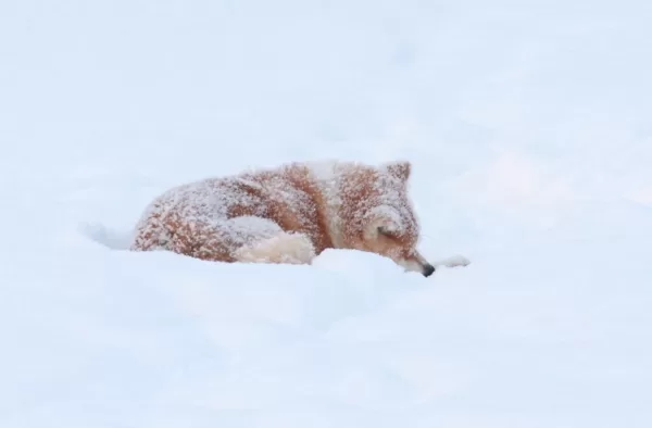 Akita inu ziemā Tamis guļ sniegā