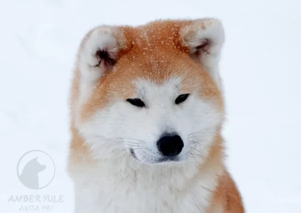 Akita inu Lapsa