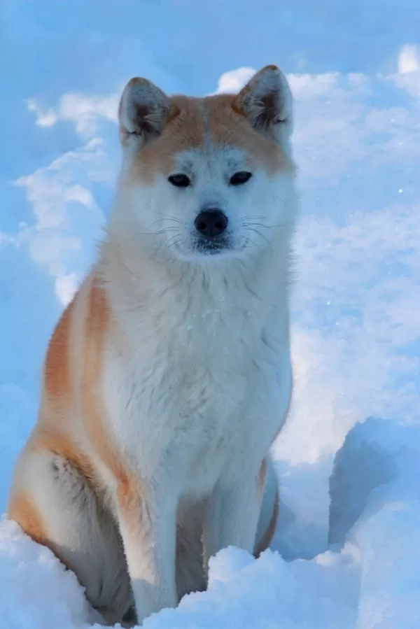Akita inu Hasu