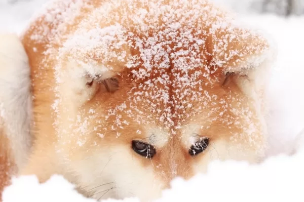 Akita inu ziema Tamis titulbilde