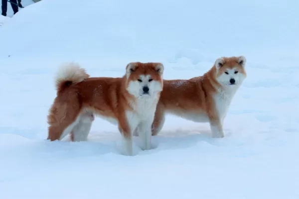 Akita ziemā