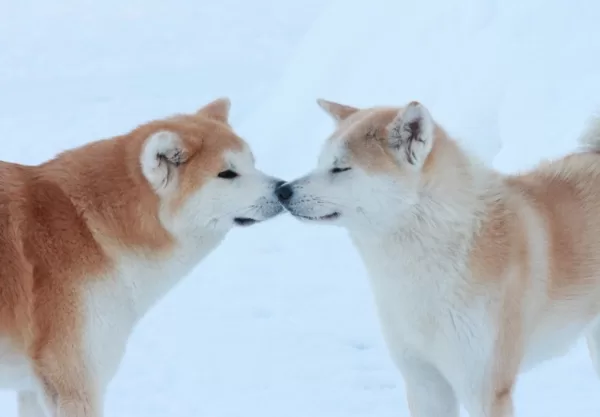 Akita inu ziemas buča