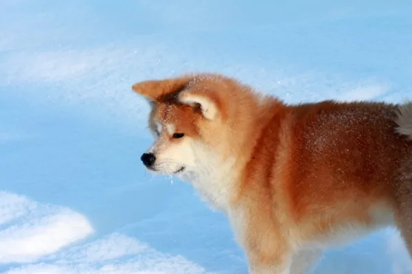 Akita inu ziema Katcu