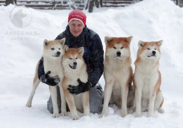 Akita inu ziemā Karlis