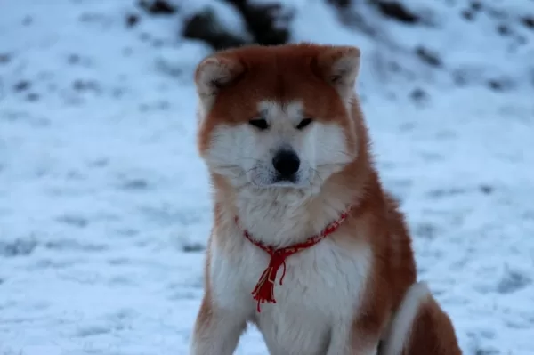 Akita inu ziemā Jogis sēž