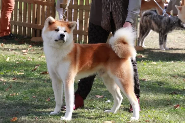 Yogis Akita cap Polija