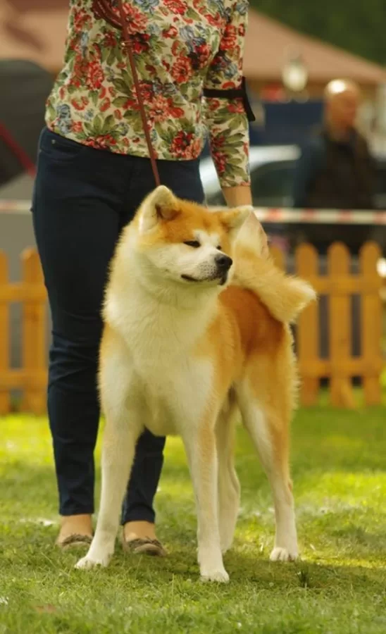 Yogis Akita Cap Polija