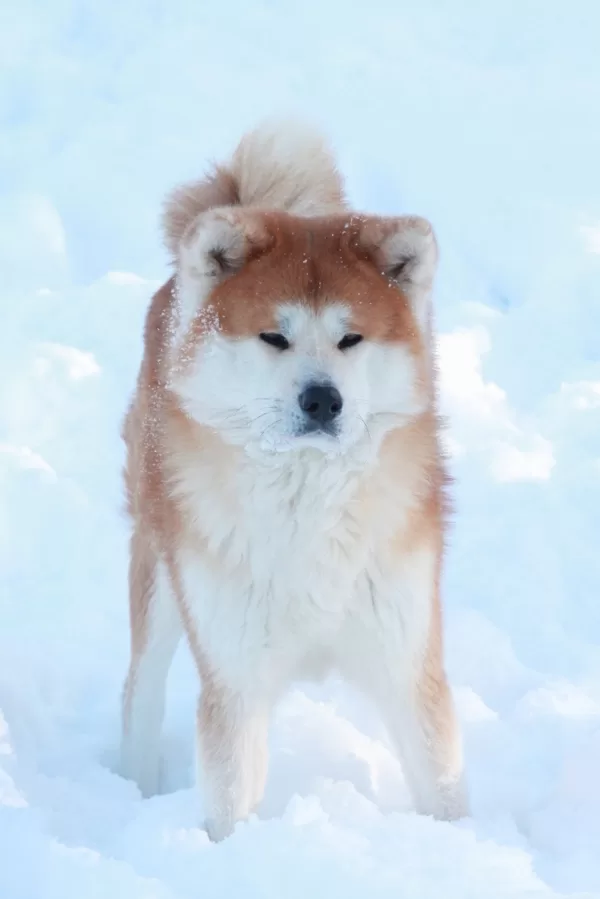 Akita inu ziemā Lapsa stāv