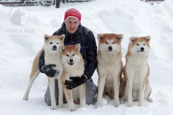 Akita inu ziemā ģimene