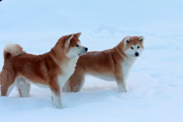 Akita inu ziemā Jogis ar meitu