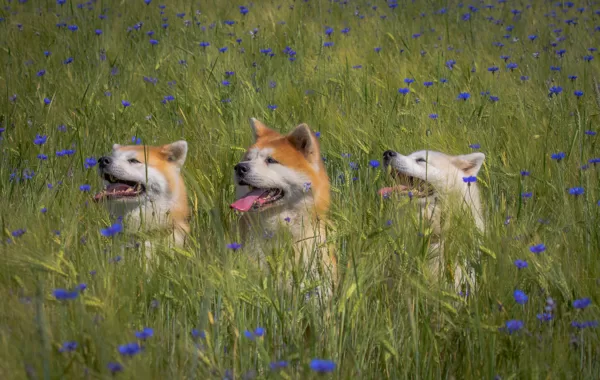 Akitas rudzupuķēs