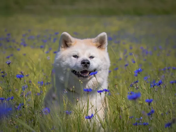 Akitas rudzupuķēs