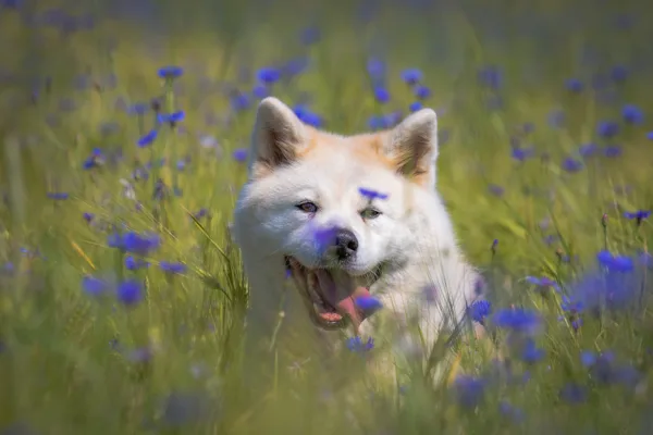 Akitas rudzupuķēs