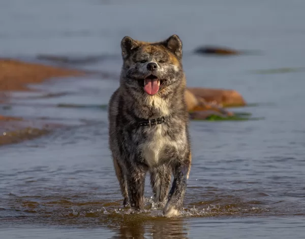 Maru jūrā