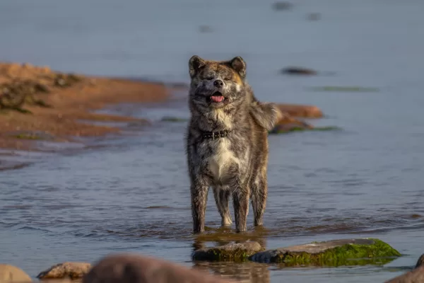 Akita Maru jūrā