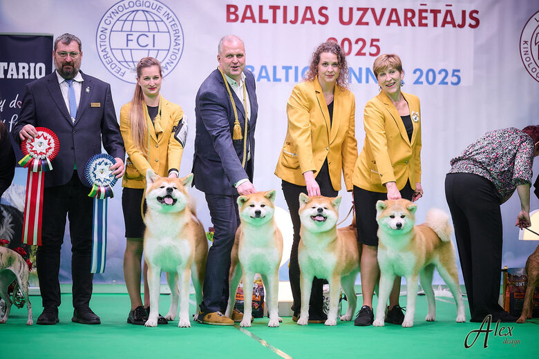 Baltijas uzvaretajs Amber Yule Akita Inu