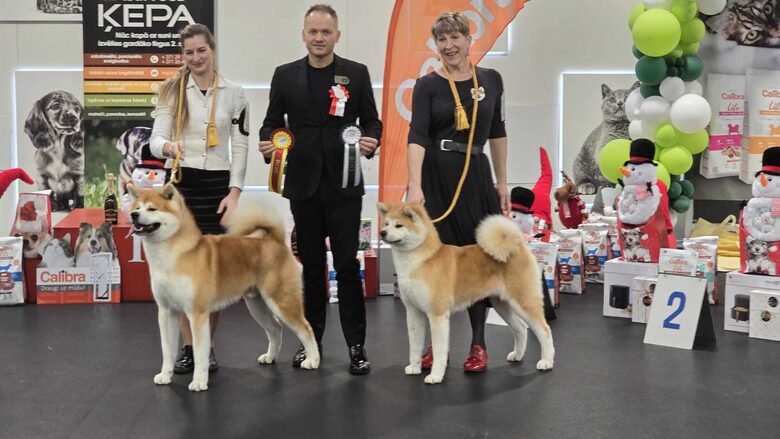 Akita Inu Amber Yule kluba izstade